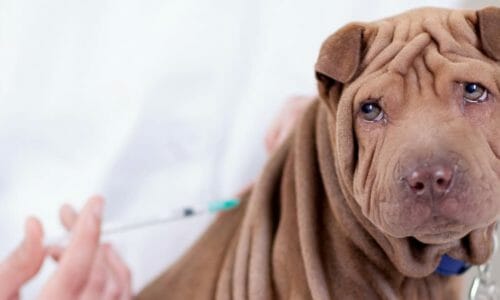 Dog and Puppy Vaccinations - Ambassador Animal Hospital