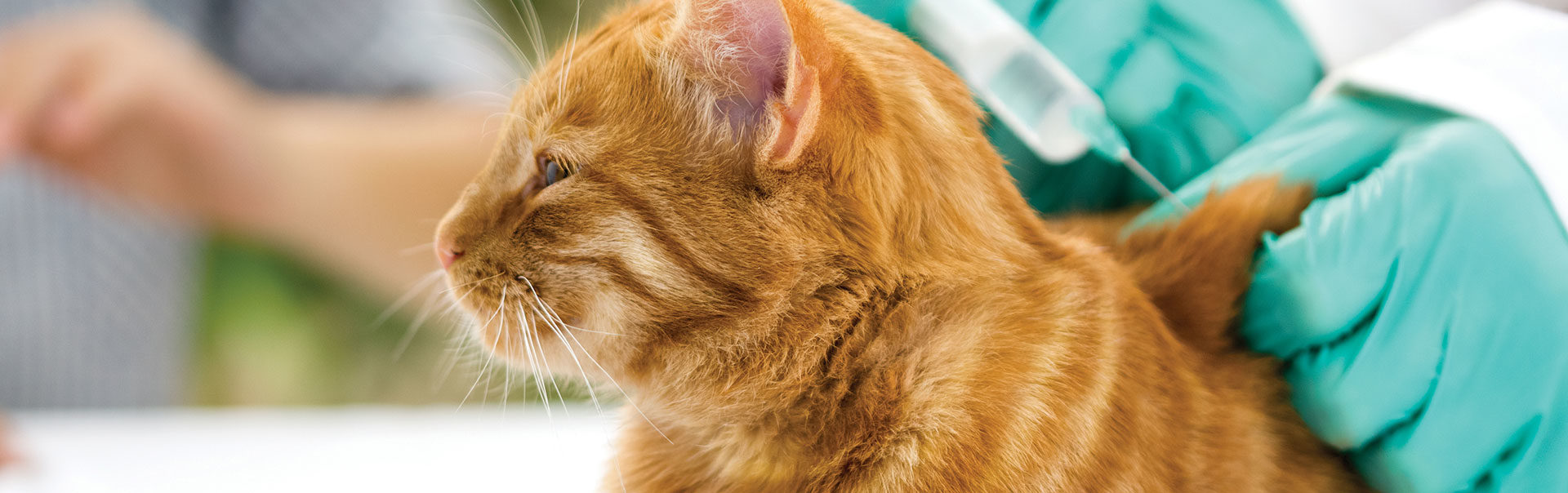 Cat & Kitten Vaccinations - Ambassador Animal Hospital