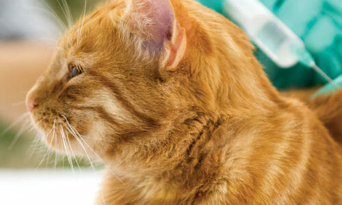 Cat & Kitten Vaccinations - Ambassador Animal Hospital