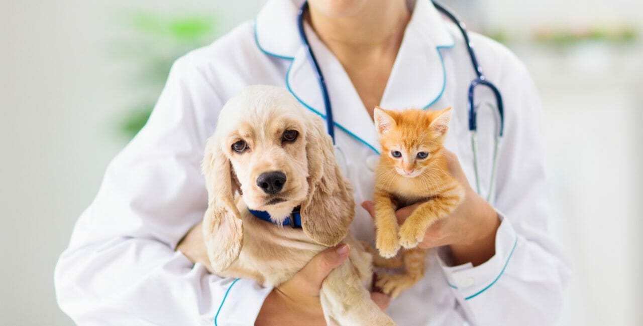 Veterinary Exam - Ambassador Animal Hospital